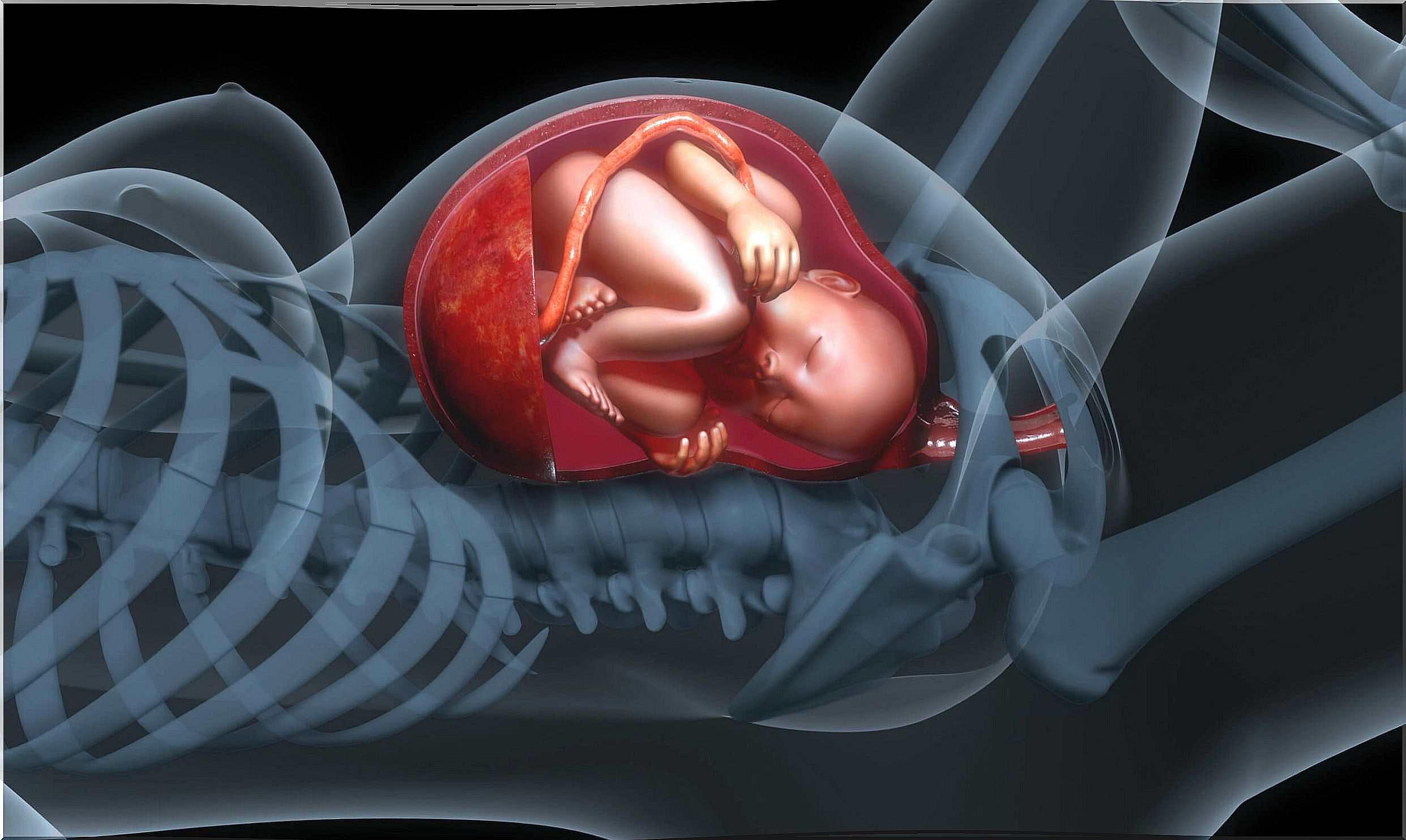 The placenta has multiple functions.