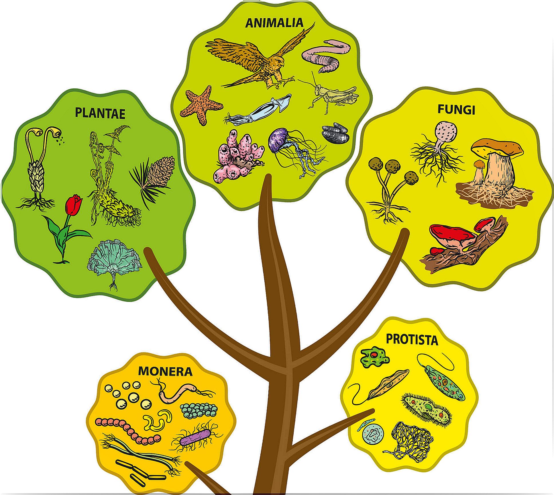 The 5 kingdoms of living things for children.